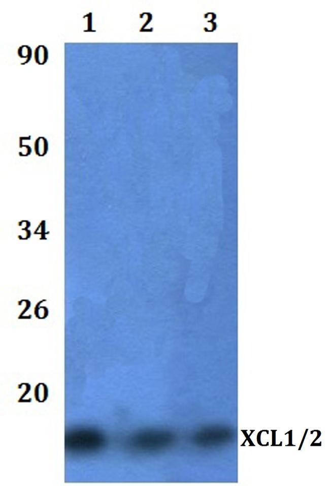 XCL1/XCL2 Antibody in Western Blot (WB)