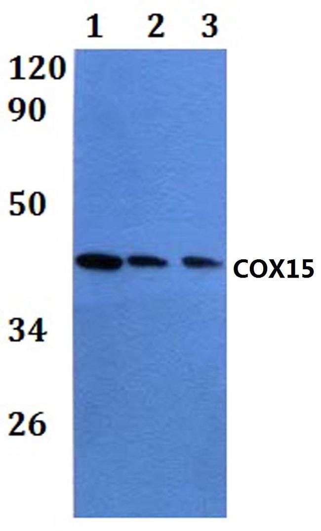 COX15 Antibody in Western Blot (WB)