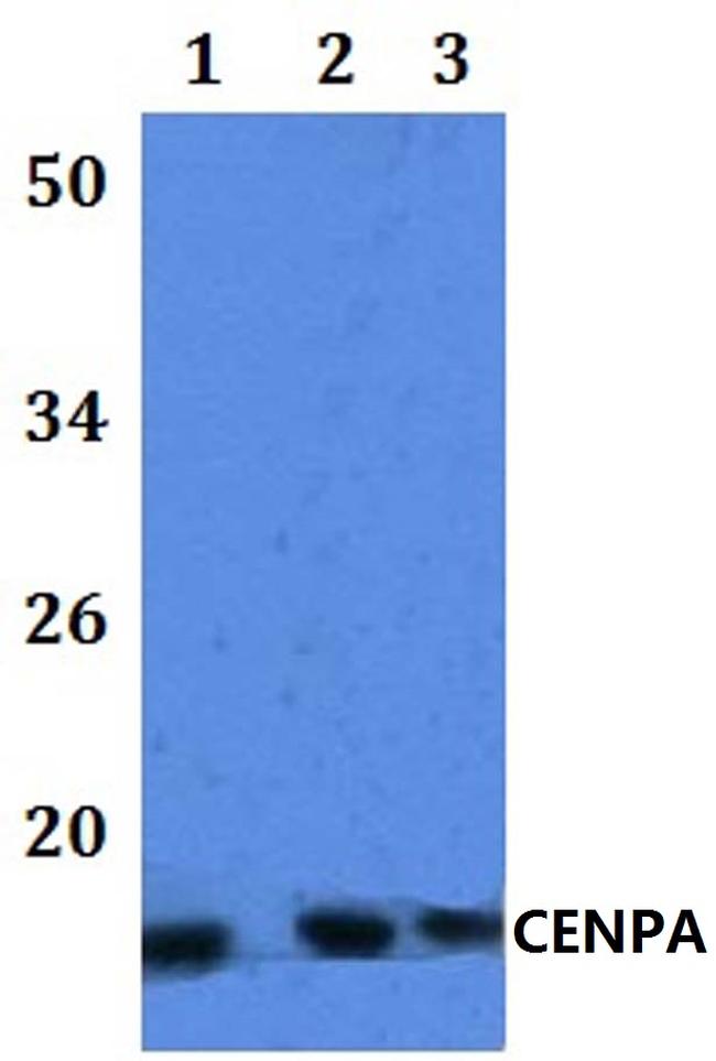 CENPA Antibody in Western Blot (WB)