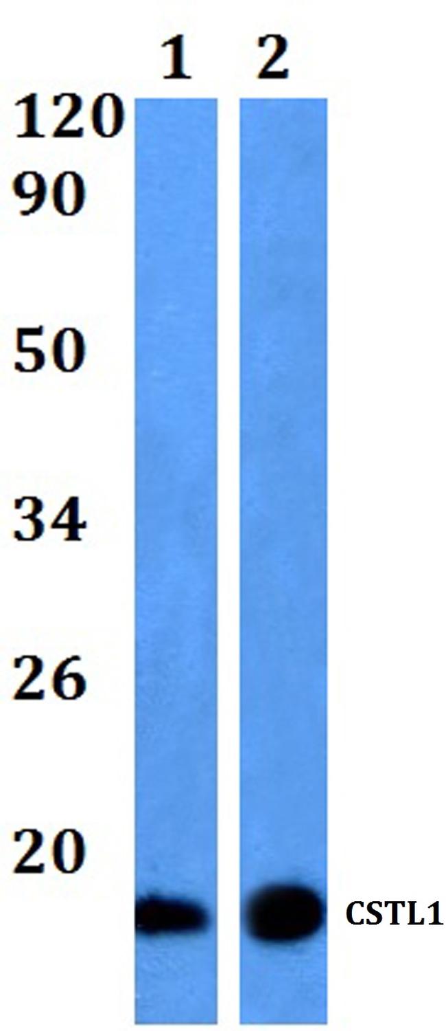 CSTL1 Antibody in Western Blot (WB)