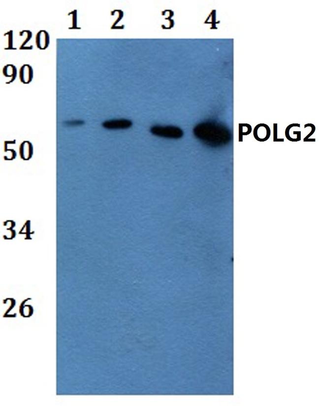 POLG2 Antibody in Western Blot (WB)