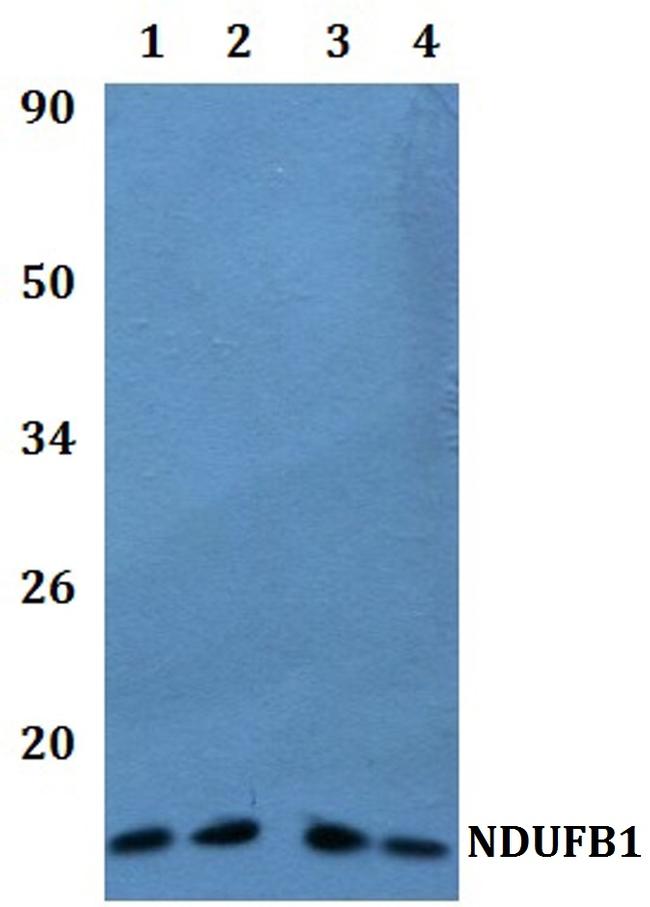 NDUFB1 Antibody in Western Blot (WB)