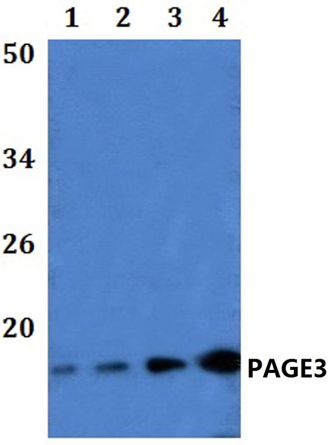 PAGE3 Antibody in Western Blot (WB)