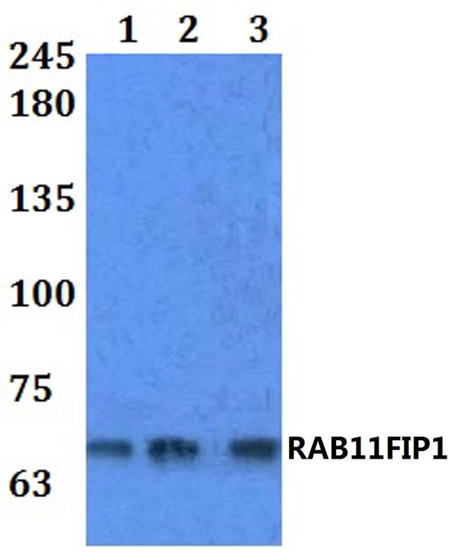 RAB11FIP1 Antibody in Western Blot (WB)