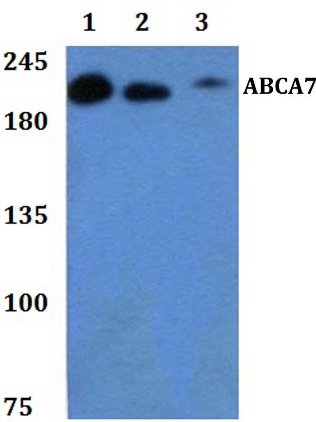 ABCA7 Antibody in Western Blot (WB)