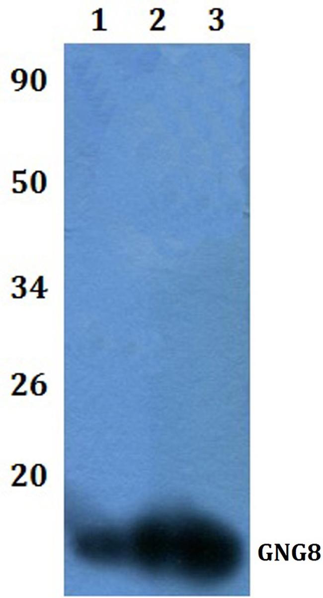 GNG8 Antibody in Western Blot (WB)