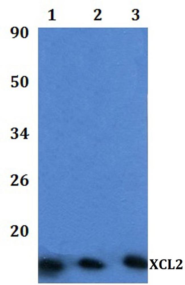 XCL2 Antibody in Western Blot (WB)