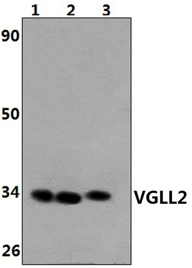 VGLL2 Antibody in Western Blot (WB)