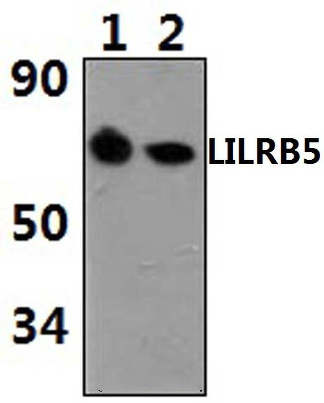 LILRB5 Antibody in Western Blot (WB)