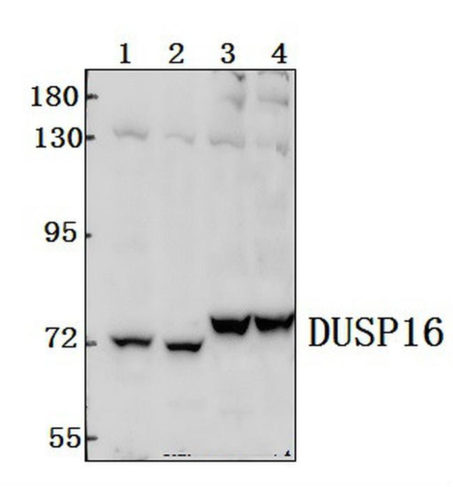 DUSP16 Antibody in Western Blot (WB)