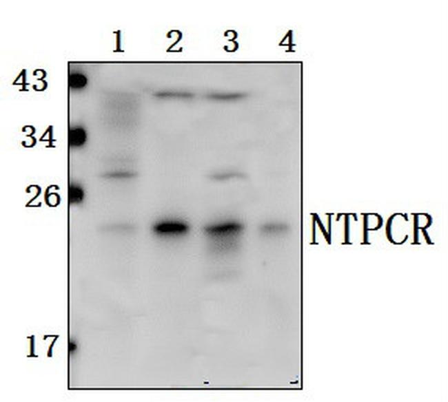 C1orf57 Antibody in Western Blot (WB)