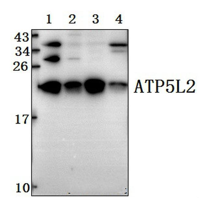 ATP5L2 Antibody in Western Blot (WB)