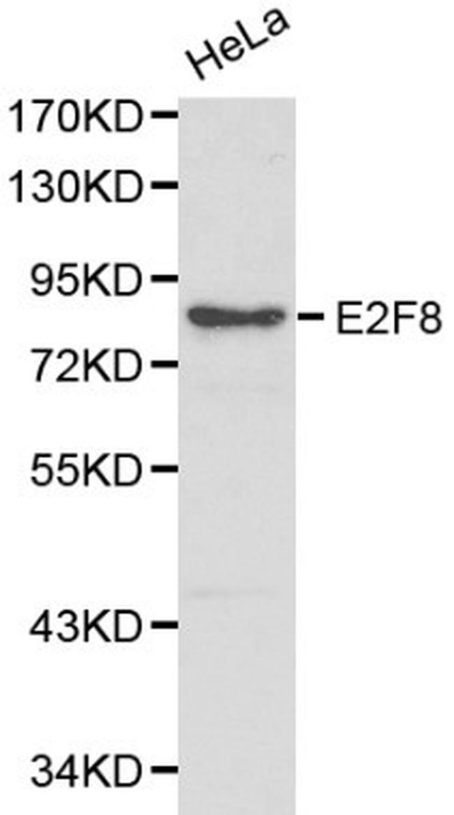 E2F8 Antibody in Western Blot (WB)