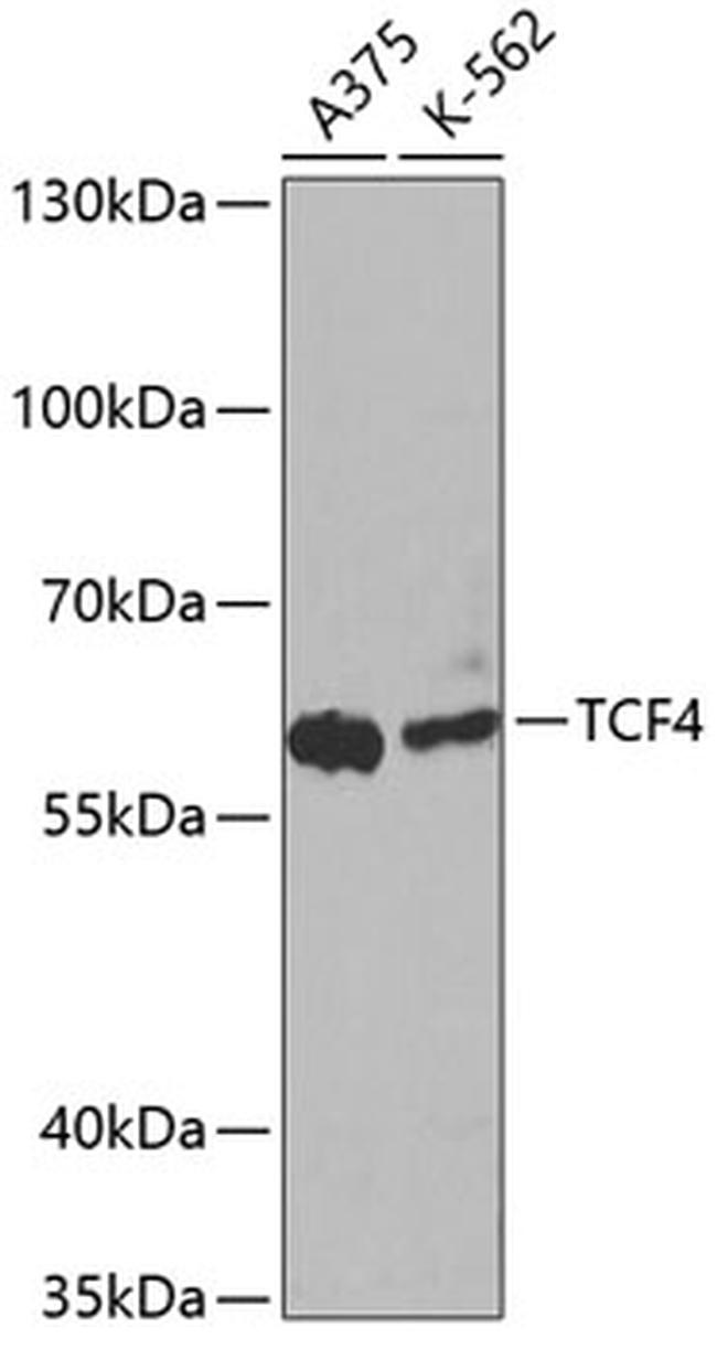 TCF4 Antibody in Western Blot (WB)