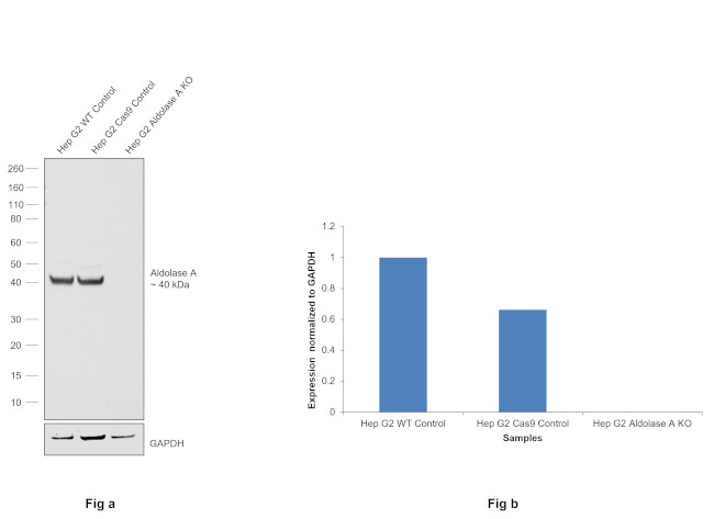 Aldolase A Antibody