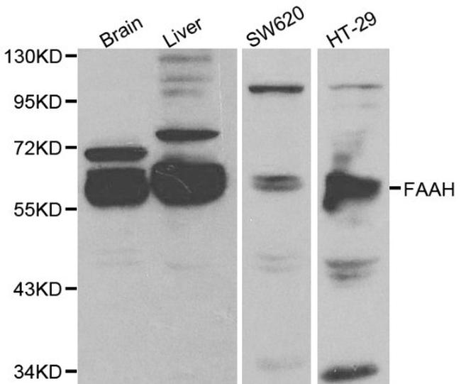 FAAH Antibody in Western Blot (WB)