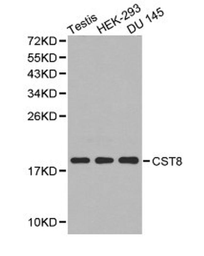 Cystatin 8 Antibody in Western Blot (WB)