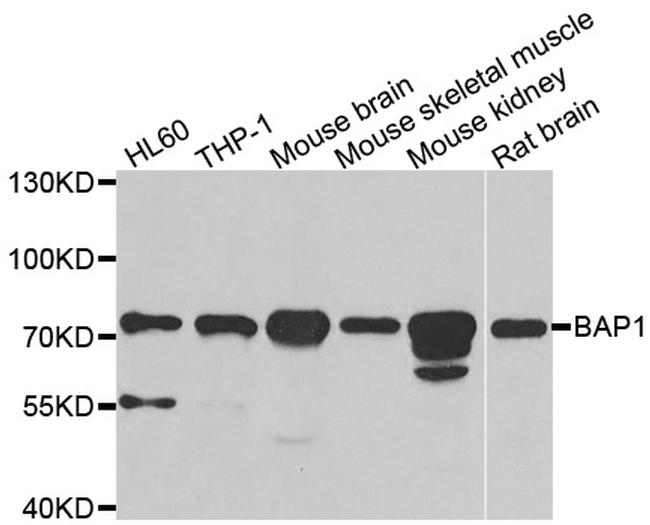 BAP1 Antibody in Western Blot (WB)