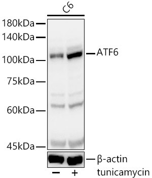 ATF6 Antibody in Western Blot (WB)