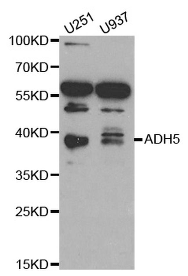 ADH5 Antibody in Western Blot (WB)