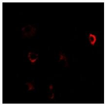 CBS Antibody in Immunocytochemistry (ICC/IF)