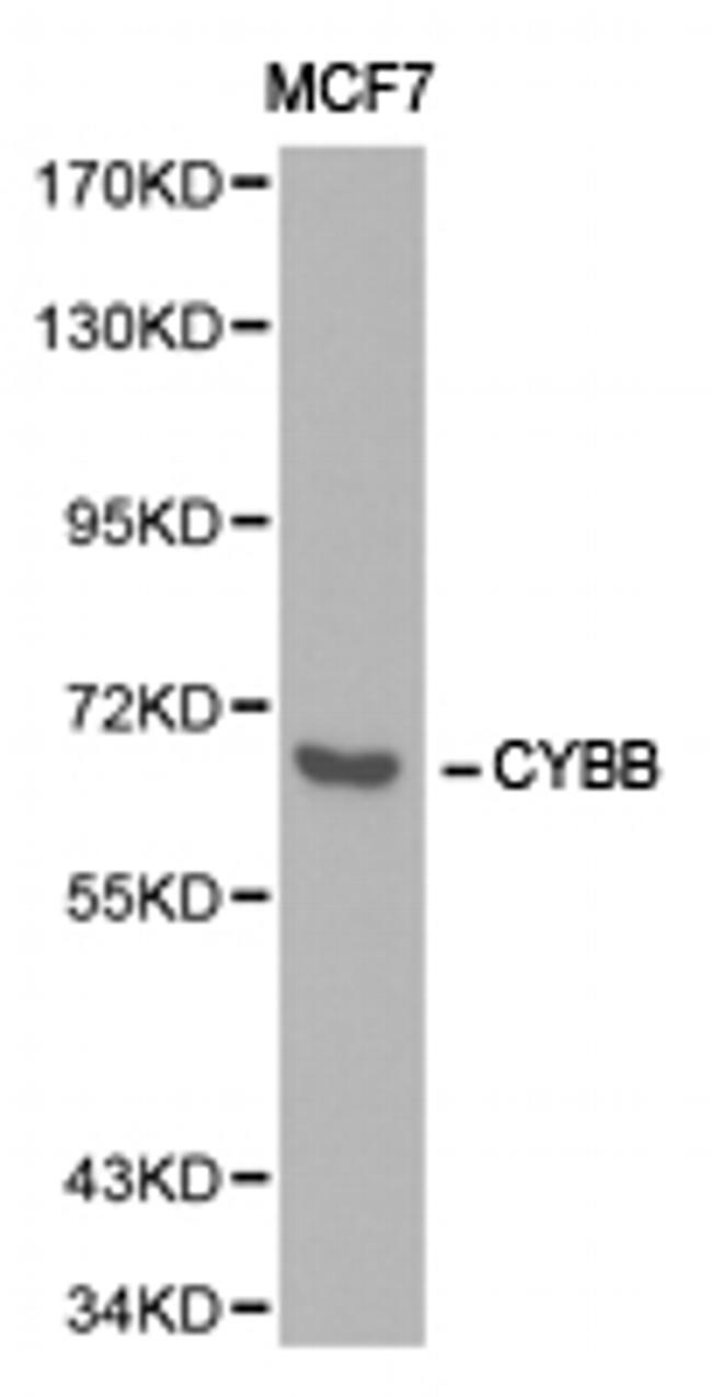 NOX2 Antibody in Western Blot (WB)