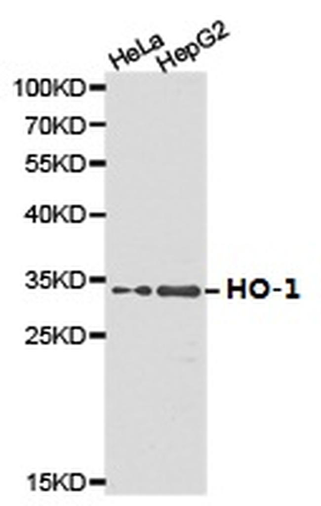 HMOX1 Antibody in Western Blot (WB)