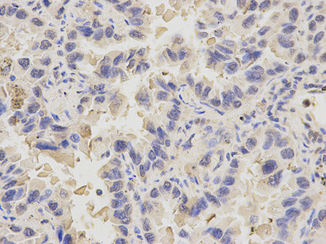 PDE1B Antibody in Immunohistochemistry (Paraffin) (IHC (P))