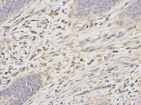 PSMA6 Antibody in Immunohistochemistry (Paraffin) (IHC (P))