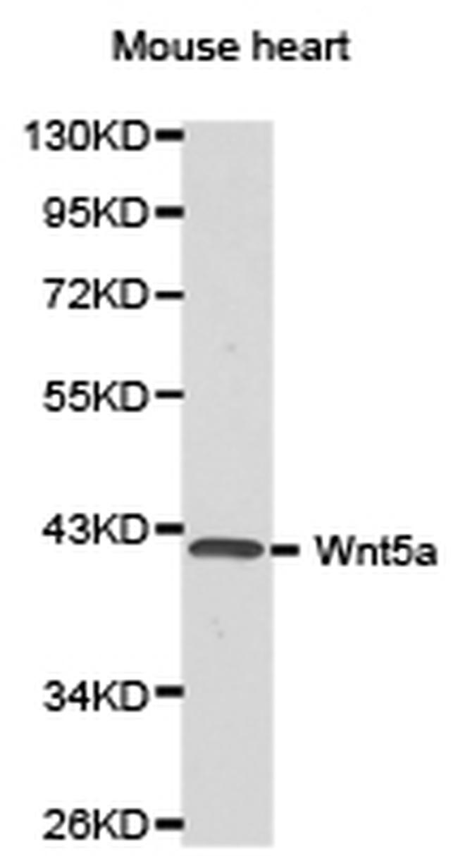 WNT5A Antibody in Western Blot (WB)