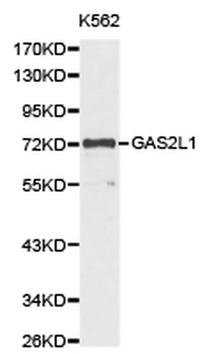 GAS2L1 Antibody in Western Blot (WB)