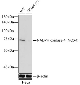 NOX4 Antibody in Western Blot (WB)