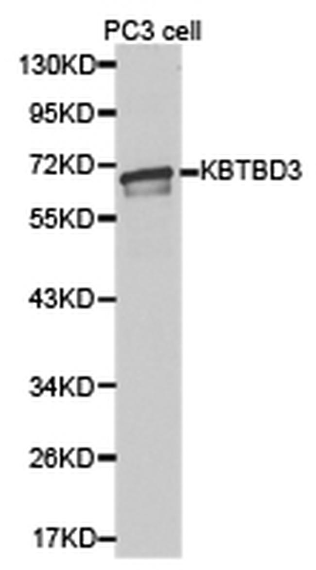 KBTBD3 Antibody in Western Blot (WB)