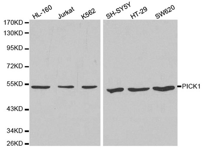 PICK1 Antibody in Western Blot (WB)