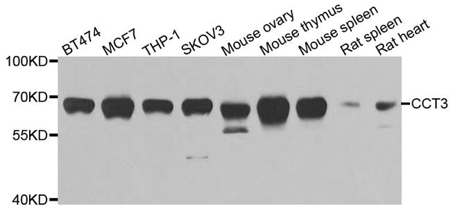 TCP-1 gamma Antibody in Western Blot (WB)