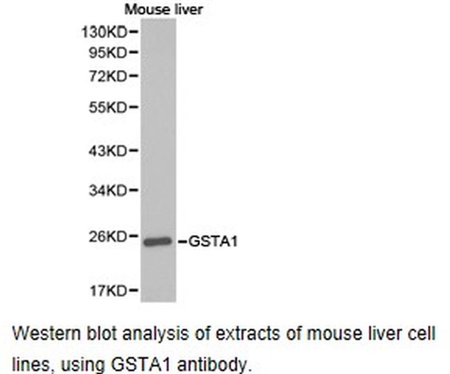 GSTA1 Antibody in Western Blot (WB)