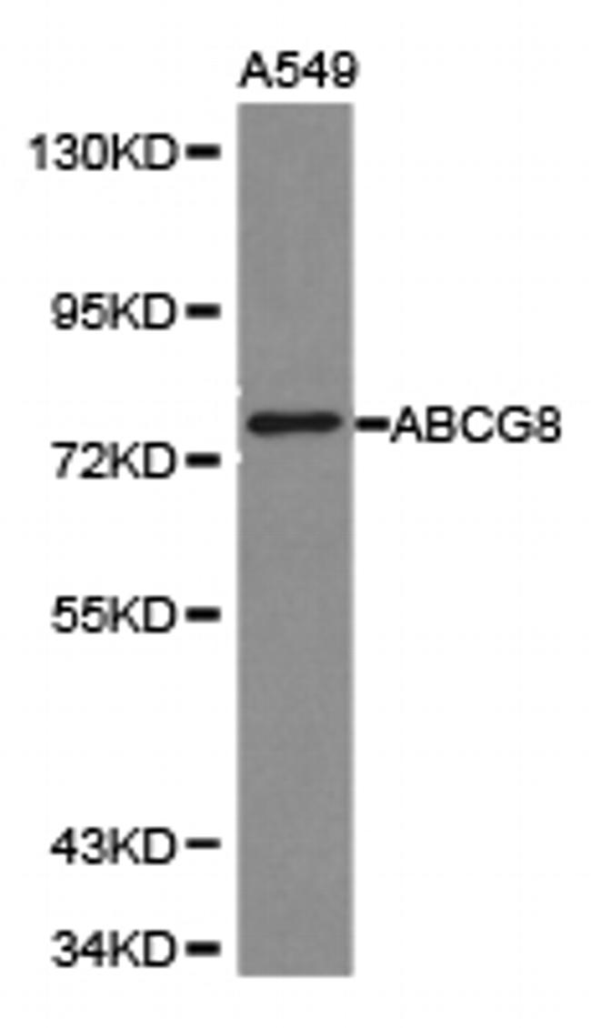 ABCG8 Antibody in Western Blot (WB)