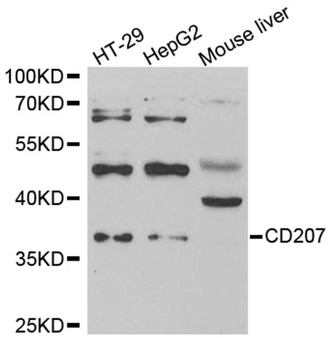 Langerin Antibody in Western Blot (WB)