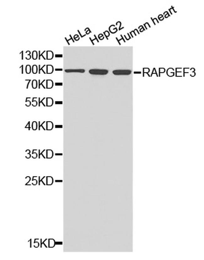 RAPGEF3 Antibody in Western Blot (WB)