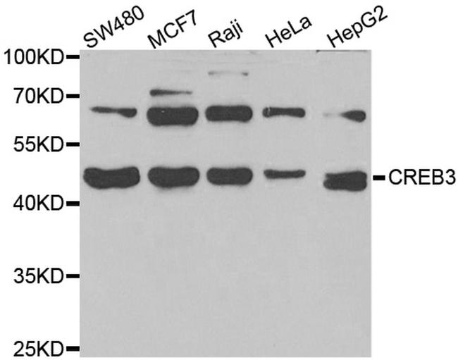 LZIP Antibody in Western Blot (WB)