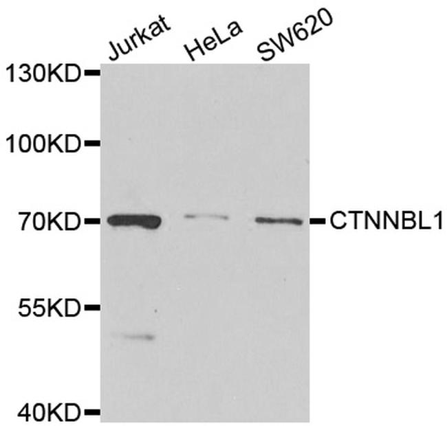 CTNNBL1 Antibody in Western Blot (WB)