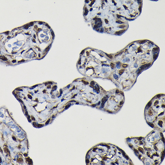 SFPQ Antibody in Immunohistochemistry (Paraffin) (IHC (P))