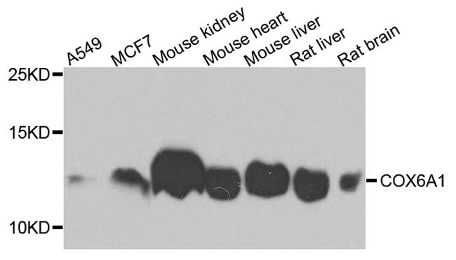 COX6A1 Antibody in Western Blot (WB)