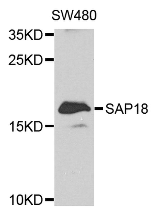 SAP18 Antibody in Western Blot (WB)