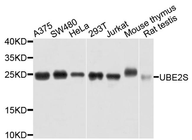 UBE2S Antibody in Western Blot (WB)