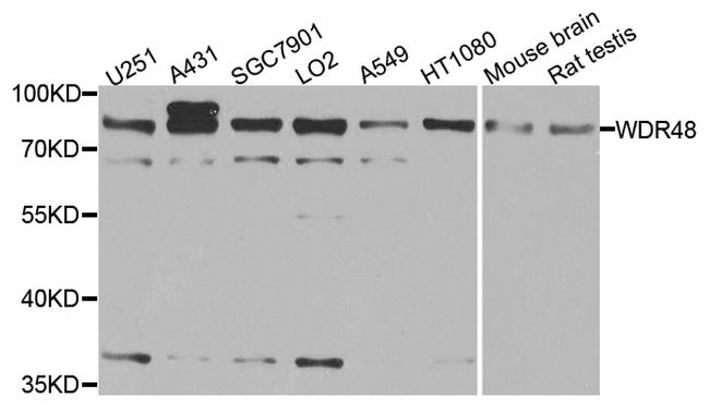 WDR48 Antibody in Western Blot (WB)