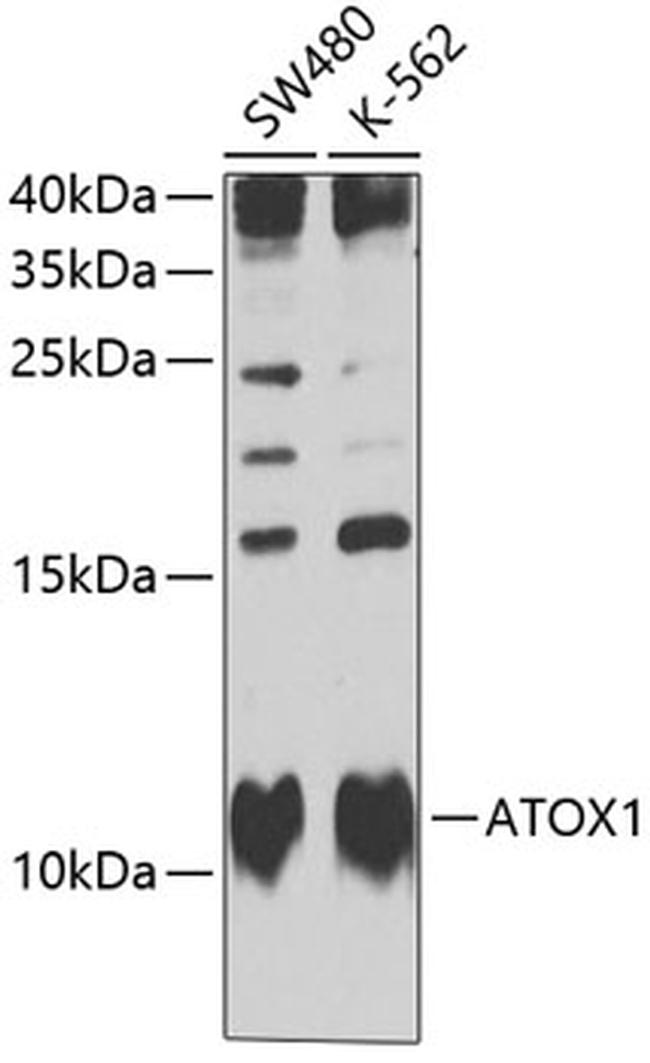 ATOX1 Antibody in Western Blot (WB)