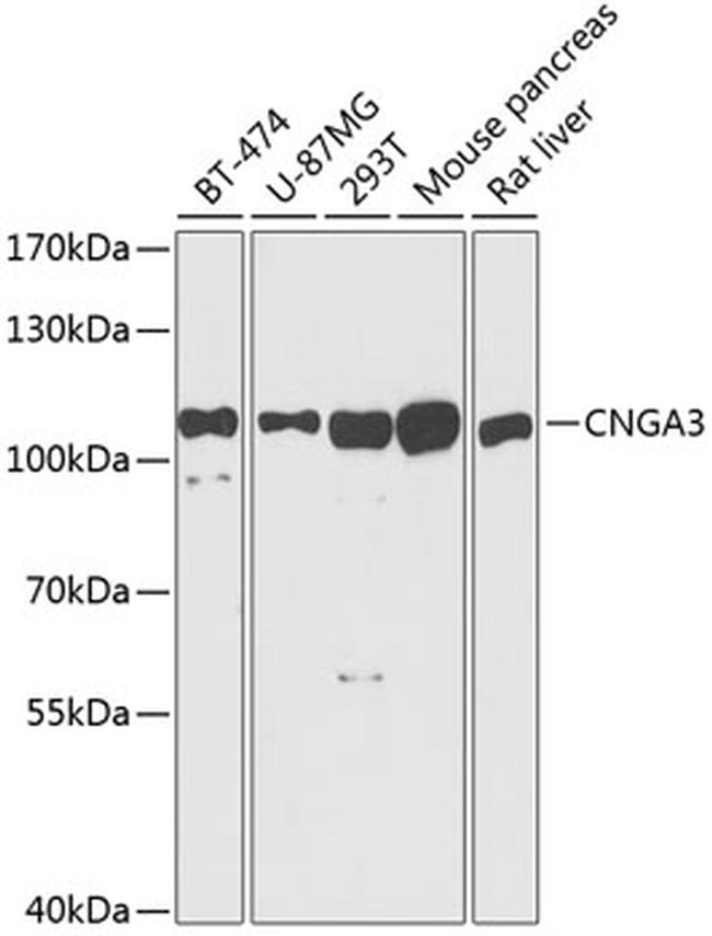 CNGA3 Antibody in Western Blot (WB)