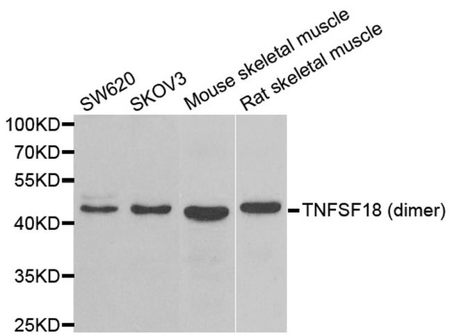 GITRL Antibody in Western Blot (WB)