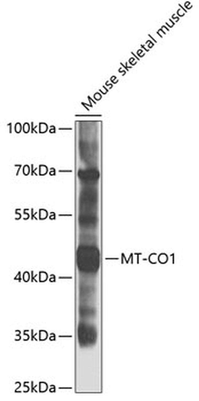 MTCO1 Antibody in Western Blot (WB)